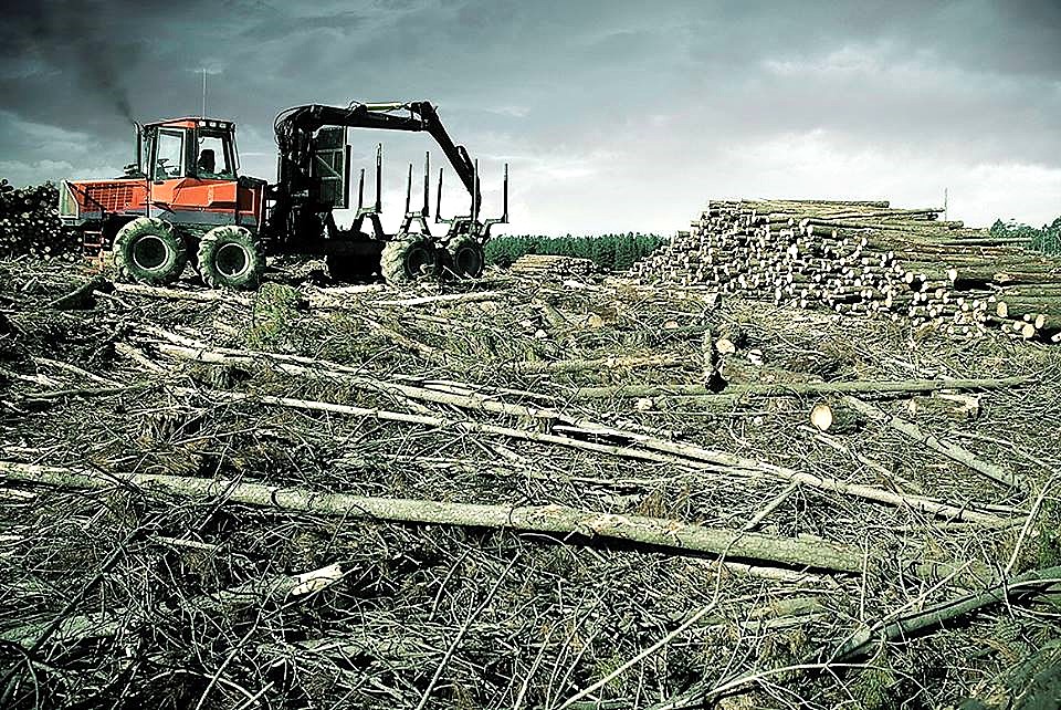 Industrial logging and large-scale forest destruction