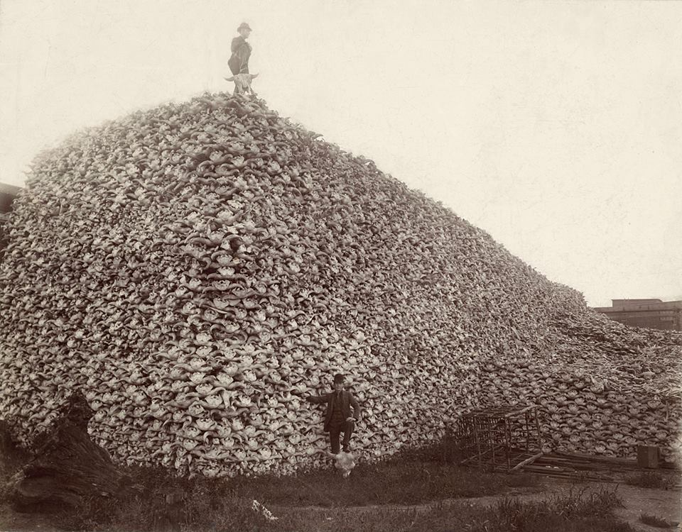 1. The Slaughter of the American Bison
