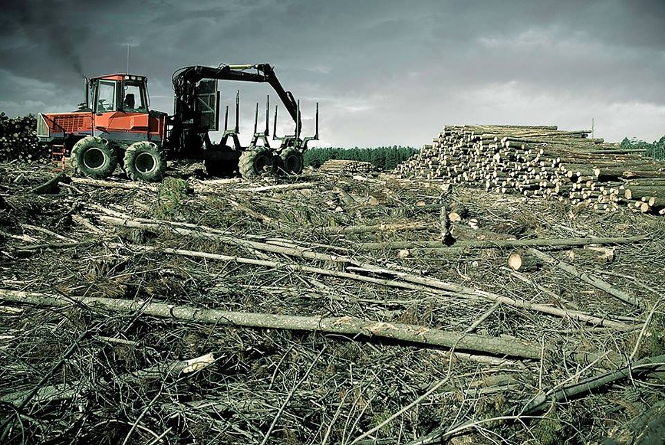 2. Deforestation