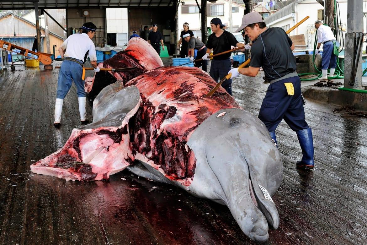 5. Industrial Whaling