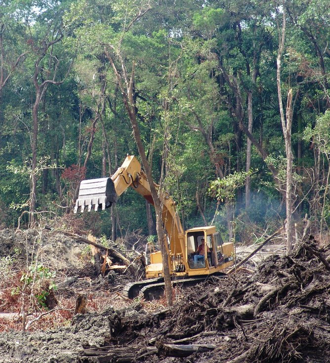 9. Mangrove Destruction