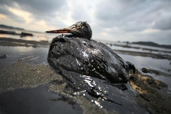 10. Oil and Its Consequences
